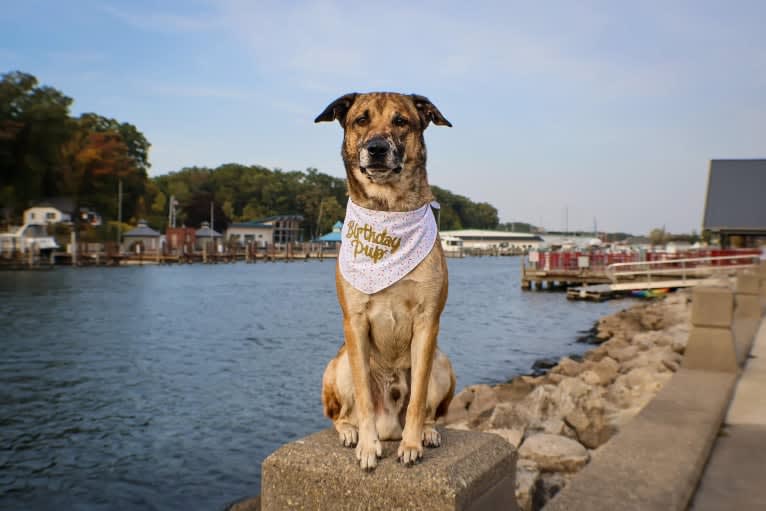 Loki, a Belgian Malinois and Australian Shepherd mix tested with EmbarkVet.com