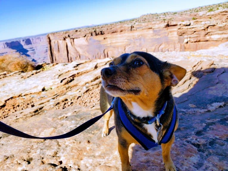 Milo, a Yorkshire Terrier and Australian Shepherd mix tested with EmbarkVet.com