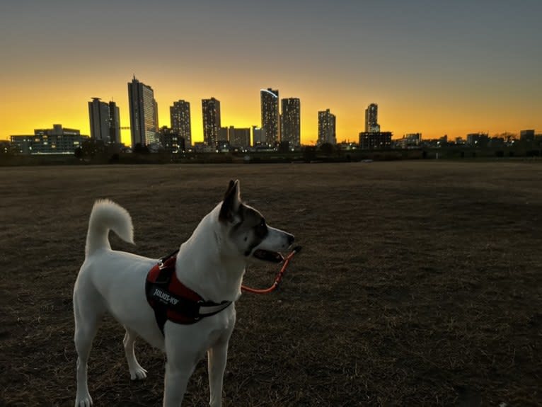 LEO, a Japanese or Korean Village Dog tested with EmbarkVet.com