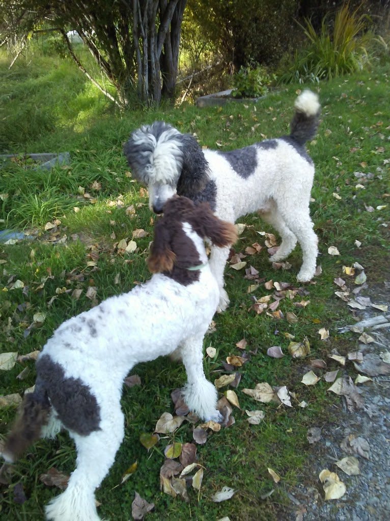 ENZO, a Poodle (Standard) tested with EmbarkVet.com