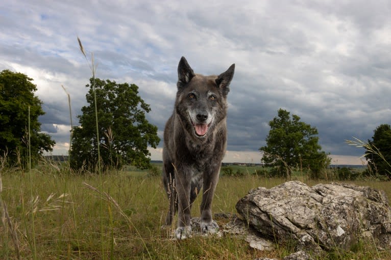 Tanis, an European Village Dog tested with EmbarkVet.com