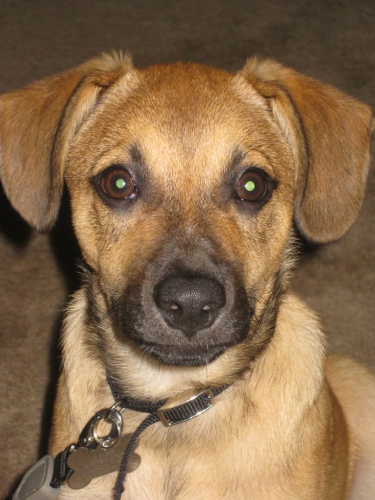 Roark, a Staffordshire Terrier and German Shepherd Dog mix tested with EmbarkVet.com