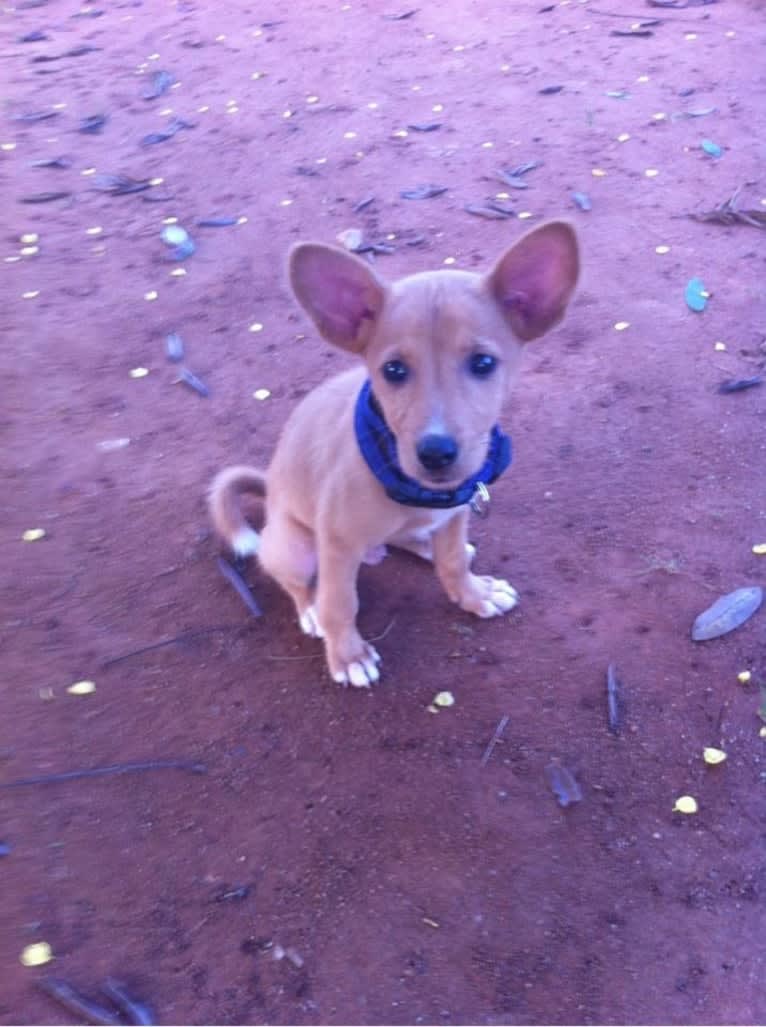 Sunsum, a West African Village Dog tested with EmbarkVet.com