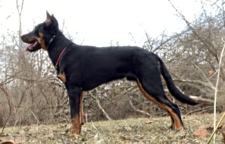 Ragar, a Beauceron tested with EmbarkVet.com