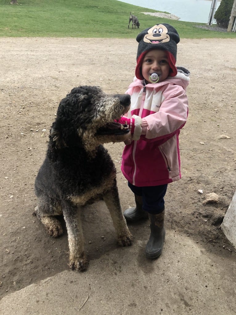 Hank, a Poodle (Standard) tested with EmbarkVet.com