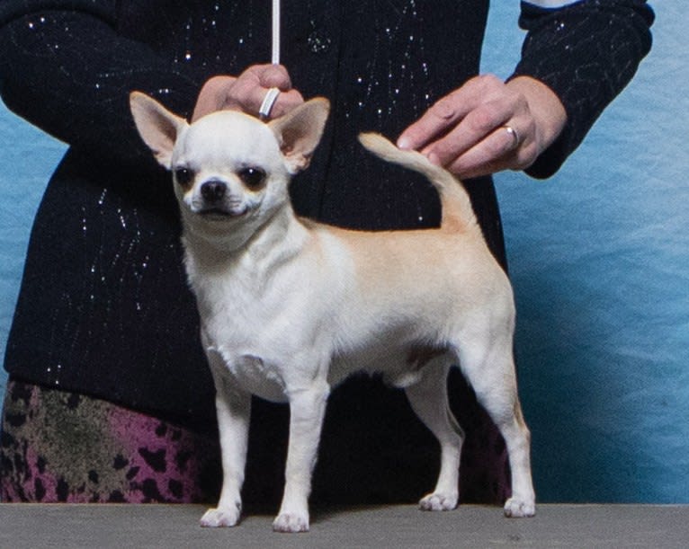 Scotch, a Chihuahua tested with EmbarkVet.com