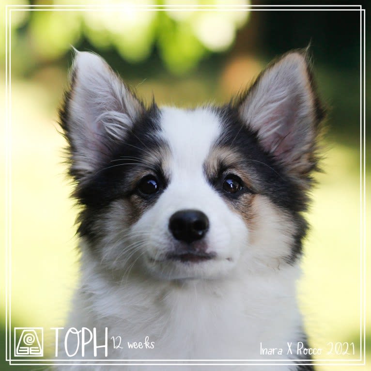 Toph, an Icelandic Sheepdog tested with EmbarkVet.com