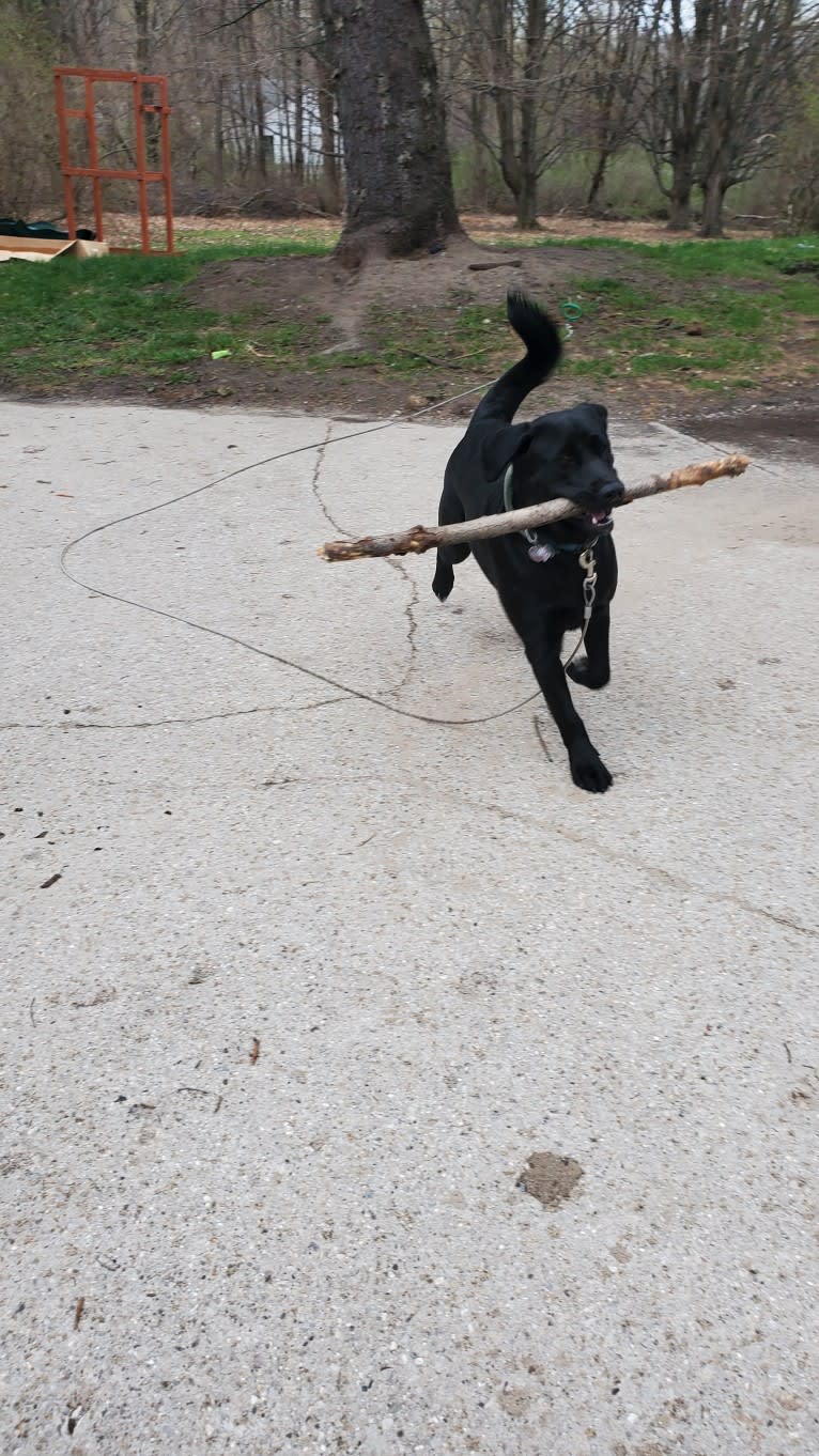 Chowder, a Siberian Husky and Labrador Retriever mix tested with EmbarkVet.com