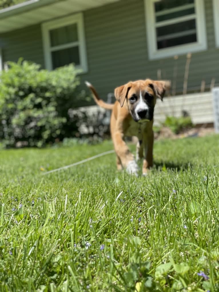 Sawyer, a Boxer and Great Pyrenees mix tested with EmbarkVet.com