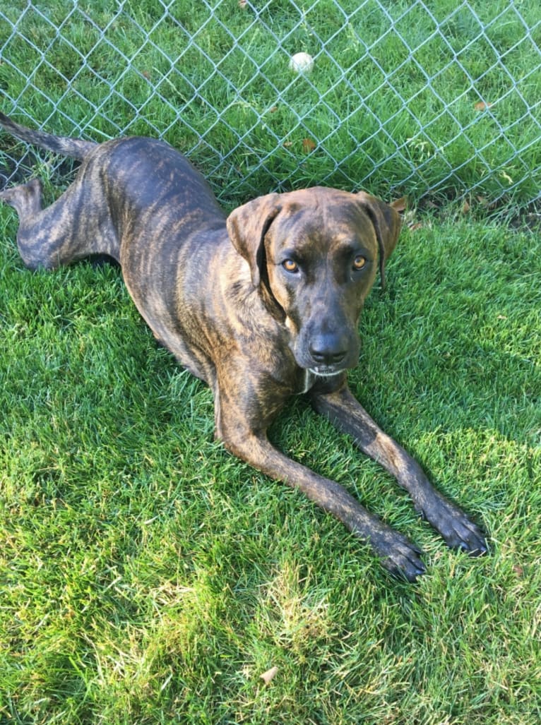 Tyga, a Doberman Pinscher and American Bulldog mix tested with EmbarkVet.com