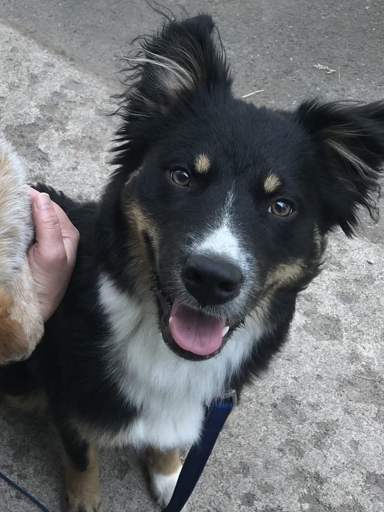 Koda, an Australian Cattle Dog and Rottweiler mix tested with EmbarkVet.com