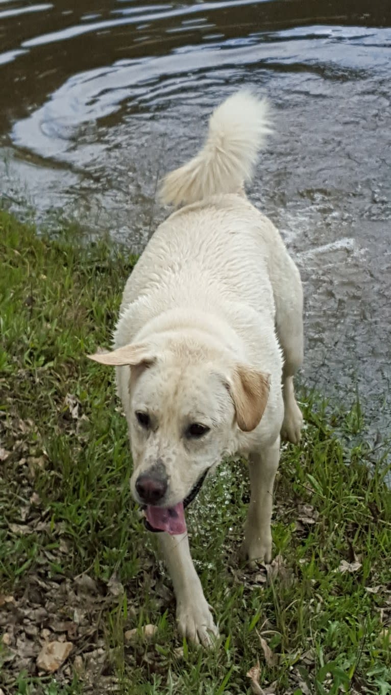 YOGI, a Labrador Retriever and American Pit Bull Terrier mix tested with EmbarkVet.com