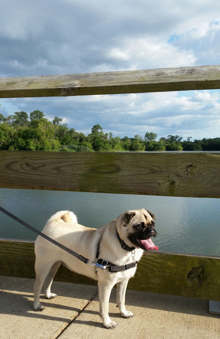 Rosco, a Pug and Pomeranian mix tested with EmbarkVet.com