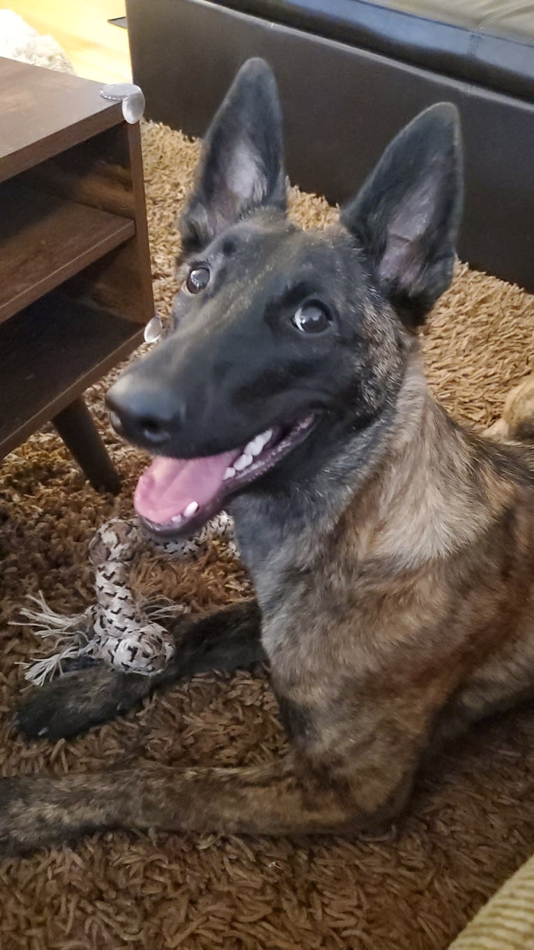 Ripley, a Dutch Shepherd tested with EmbarkVet.com