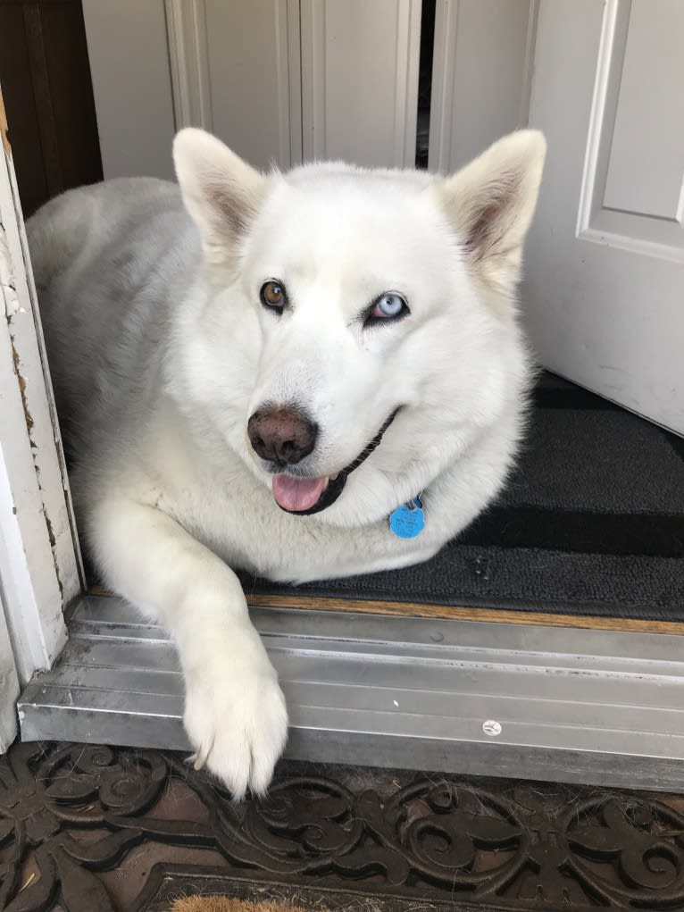 Mia, a Siberian Husky tested with EmbarkVet.com