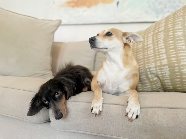 Bunny, a Rat Terrier and Labrador Retriever mix tested with EmbarkVet.com