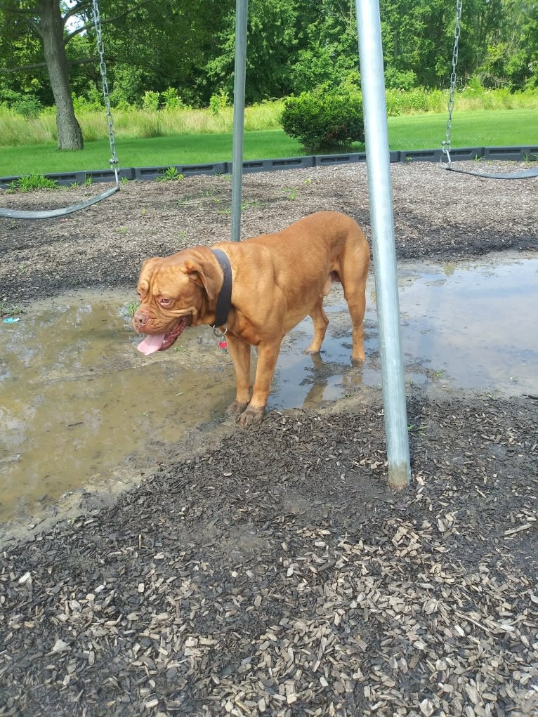 Brutis II, a Dogue de Bordeaux tested with EmbarkVet.com