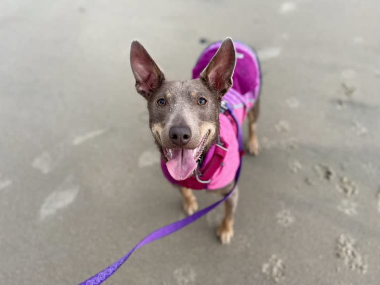 Nora, an Australian Kelpie tested with EmbarkVet.com