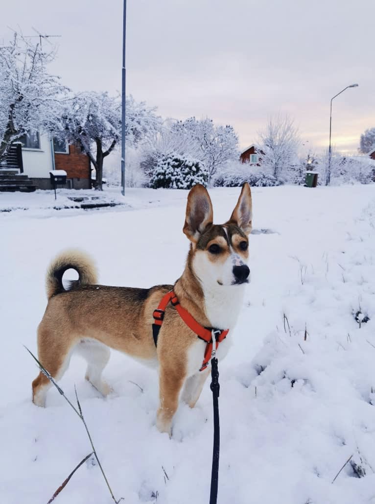 Bella, an Eastern European Village Dog tested with EmbarkVet.com