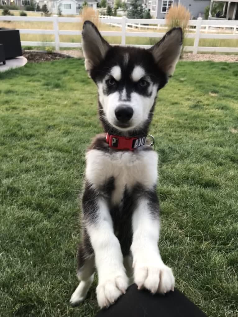 Drake Flynn, a Siberian Husky tested with EmbarkVet.com