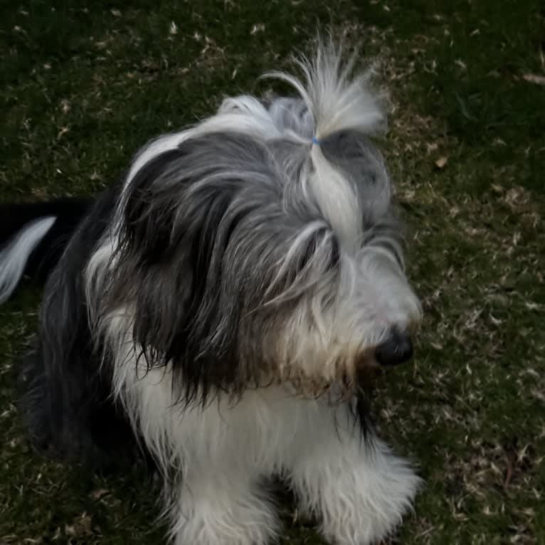 EliZa, a Bearded Collie tested with EmbarkVet.com