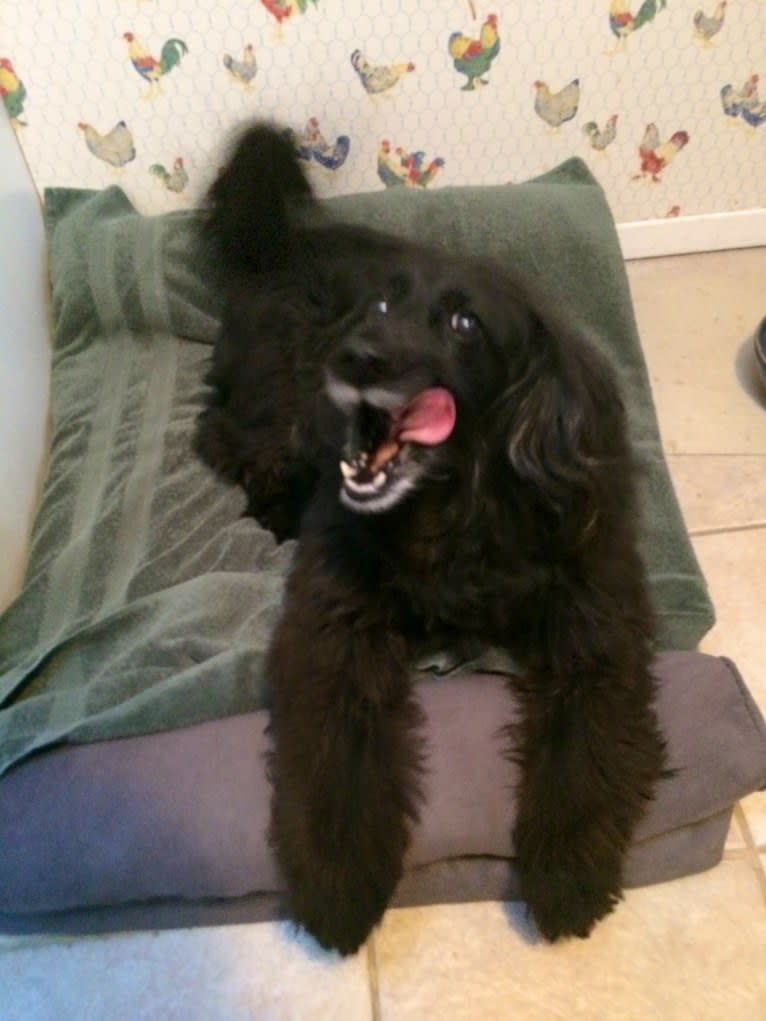 Apollo, a Poodle (Small) and Cocker Spaniel mix tested with EmbarkVet.com