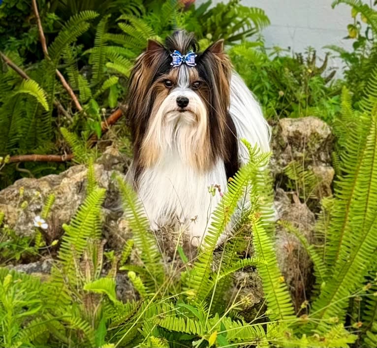 Romeo, a Biewer Terrier tested with EmbarkVet.com