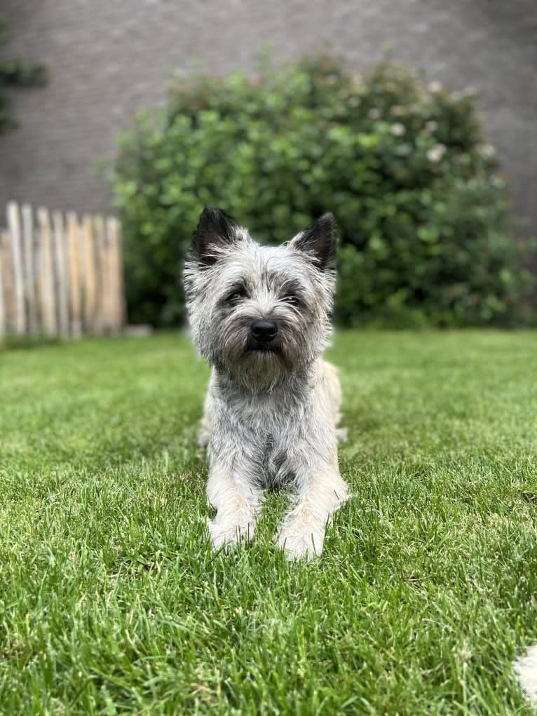Finn, a Cairn Terrier tested with EmbarkVet.com