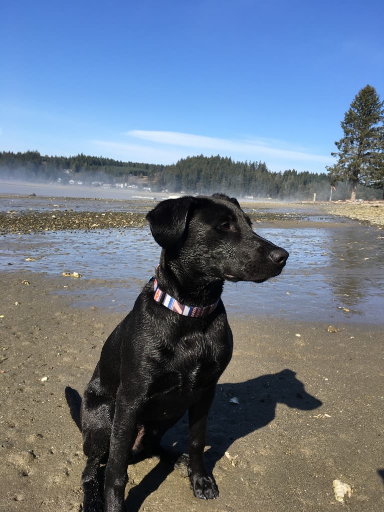 Theo, a Dalmatian and German Shepherd Dog mix tested with EmbarkVet.com