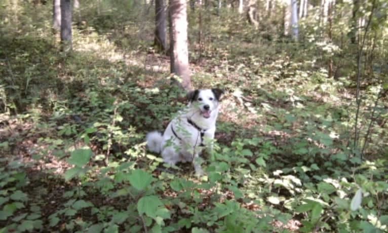 Buddy, an American Eskimo Dog and Norwegian Elkhound mix tested with EmbarkVet.com