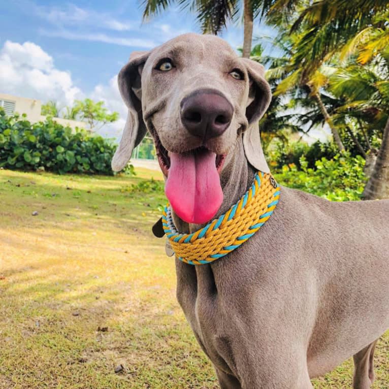 Arya the Weim, a Weimaraner tested with EmbarkVet.com