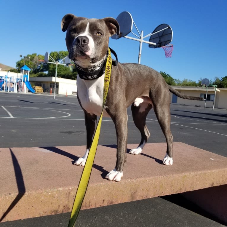 MaSiWei, an American Bully tested with EmbarkVet.com