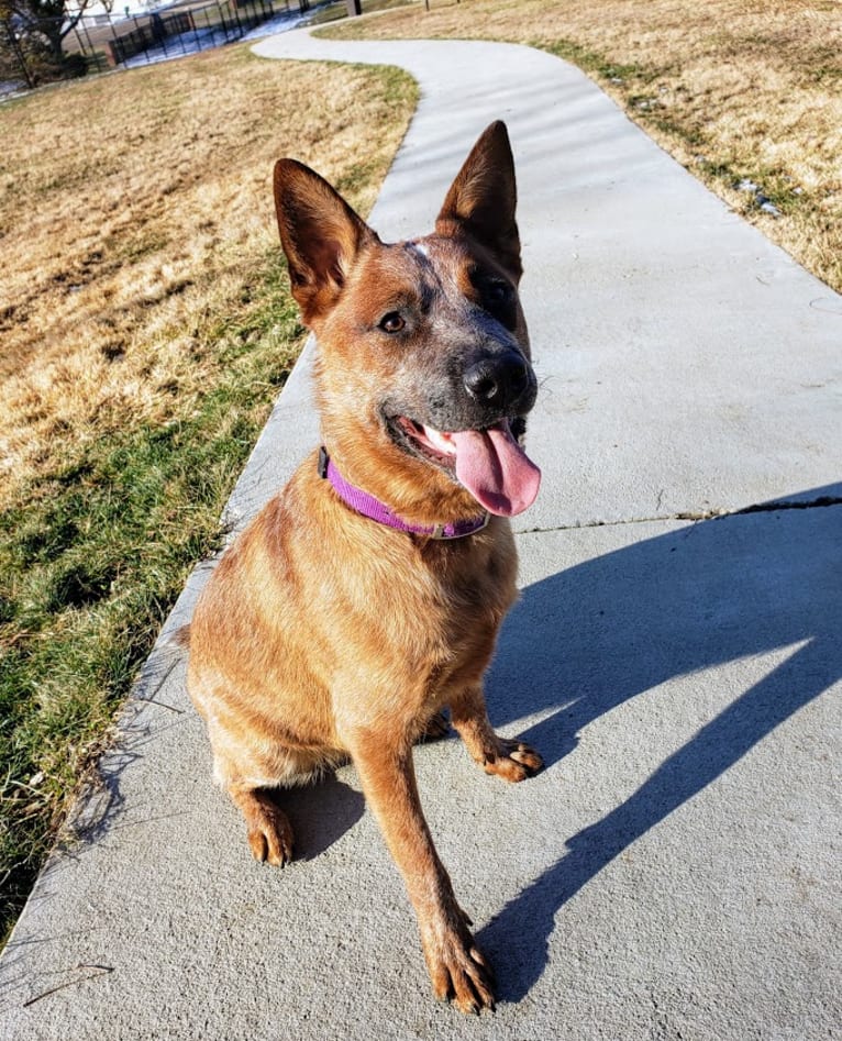 Delta, an Australian Cattle Dog tested with EmbarkVet.com