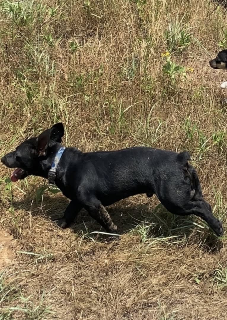 Shadow, a Rat Terrier tested with EmbarkVet.com