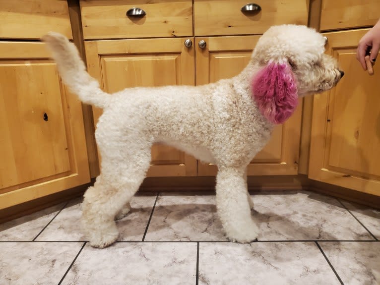 Sailor, a Goldendoodle tested with EmbarkVet.com