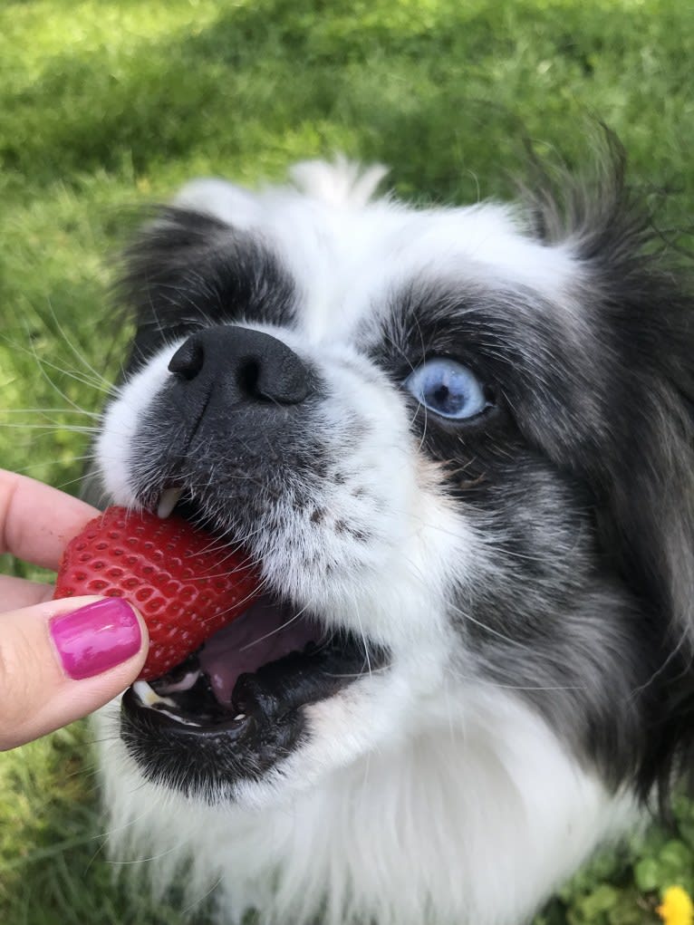 Poe, a Pekingese and Pomeranian mix tested with EmbarkVet.com