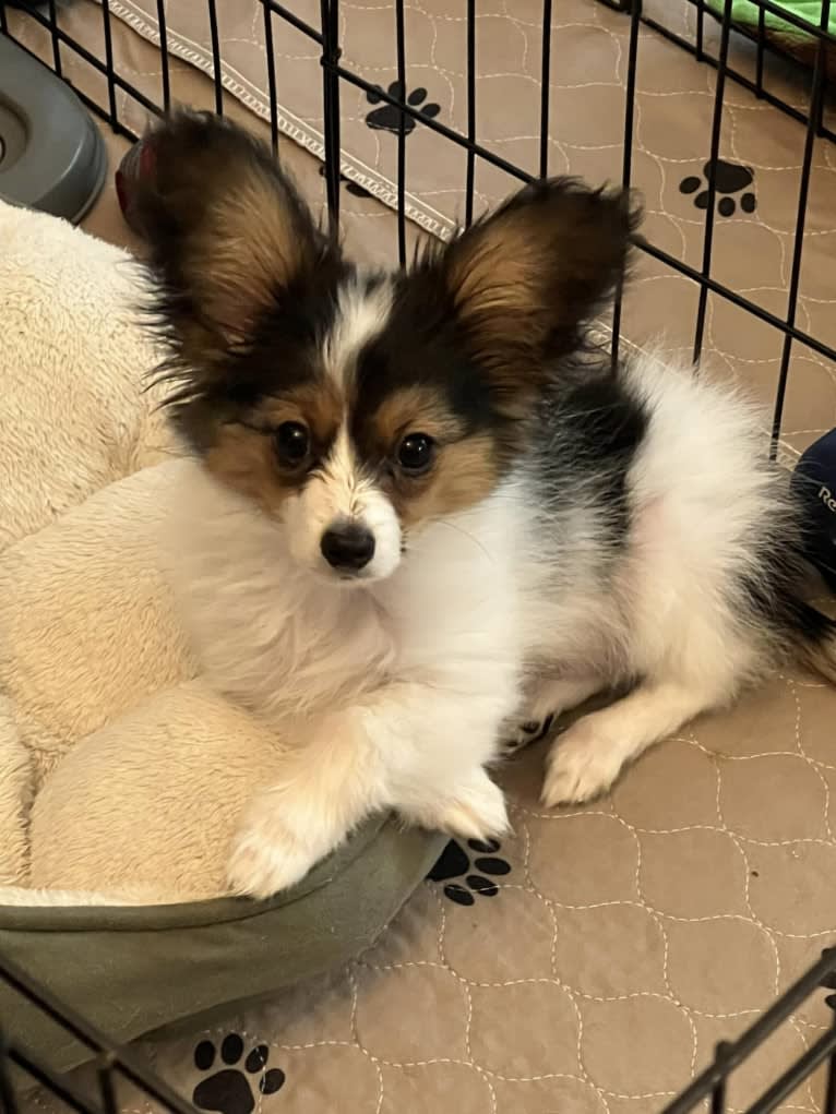 Cowboy, a Papillon tested with EmbarkVet.com