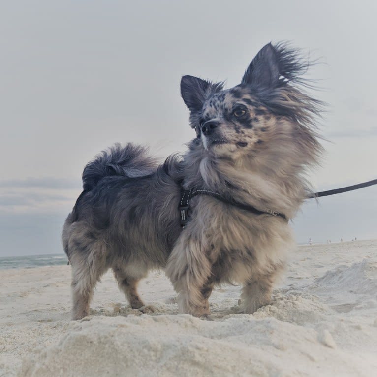 Renny Pip, a Chihuahua and Pomeranian mix tested with EmbarkVet.com