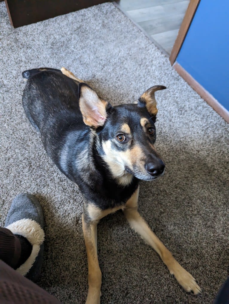 Yoshi, an American Pit Bull Terrier and German Shepherd Dog mix tested with EmbarkVet.com