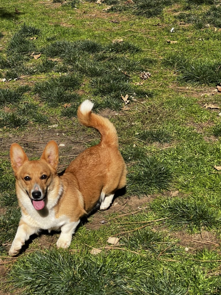 Amaya, a Pembroke Welsh Corgi tested with EmbarkVet.com