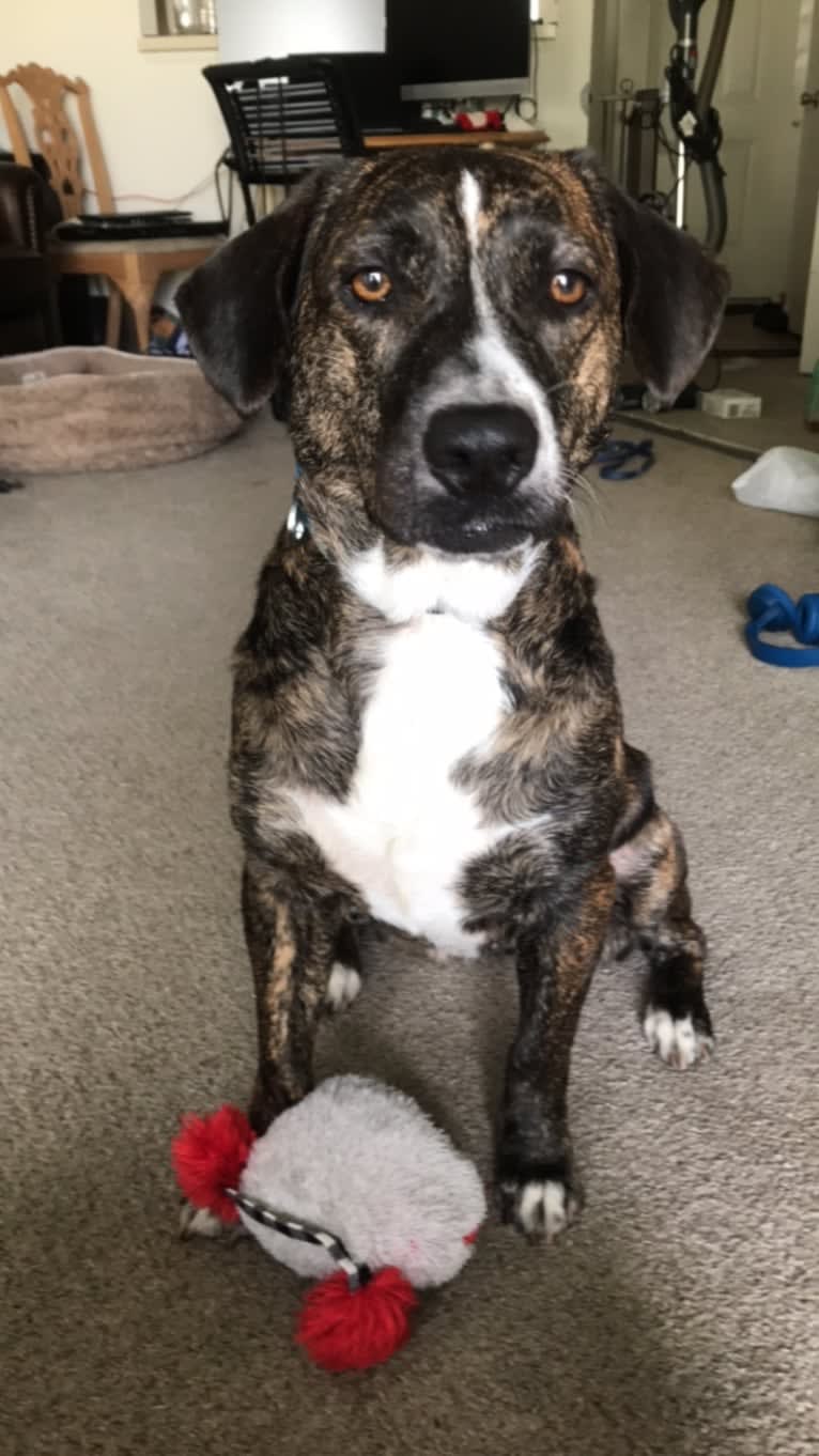 Akira, a Labrador Retriever and Australian Cattle Dog mix tested with EmbarkVet.com