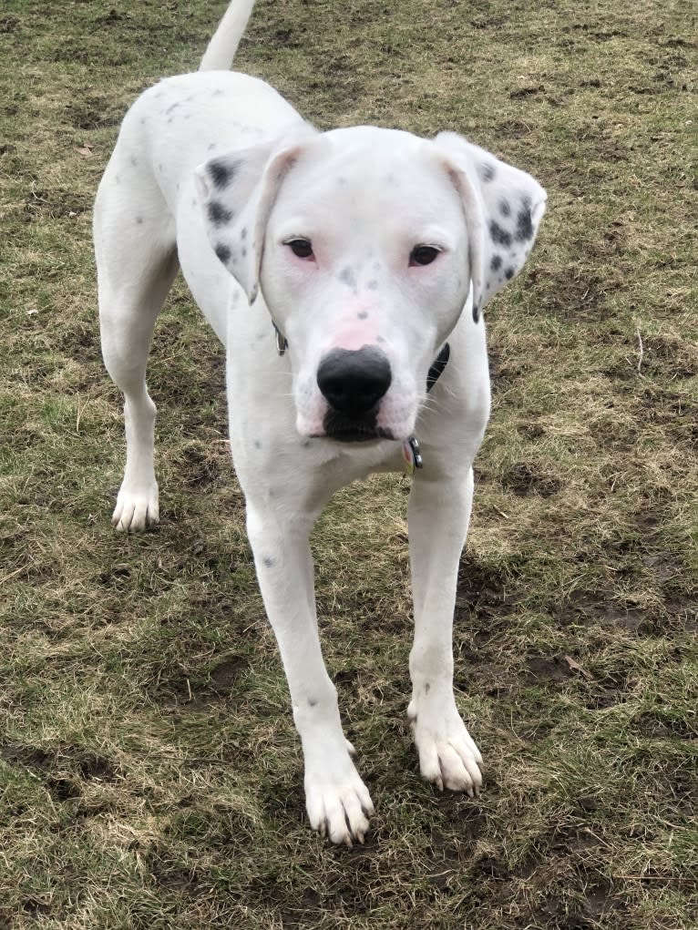 Dylan, an American Bully and Great Pyrenees mix tested with EmbarkVet.com