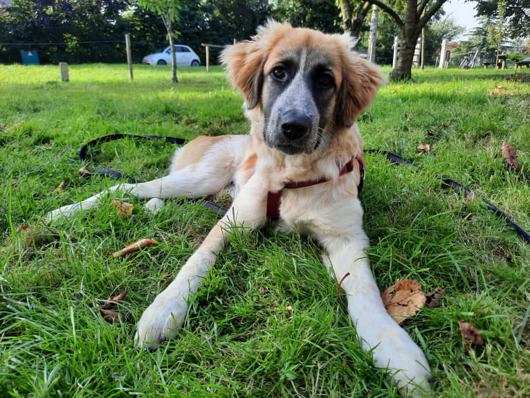 Mika, a West Asian Village Dog tested with EmbarkVet.com