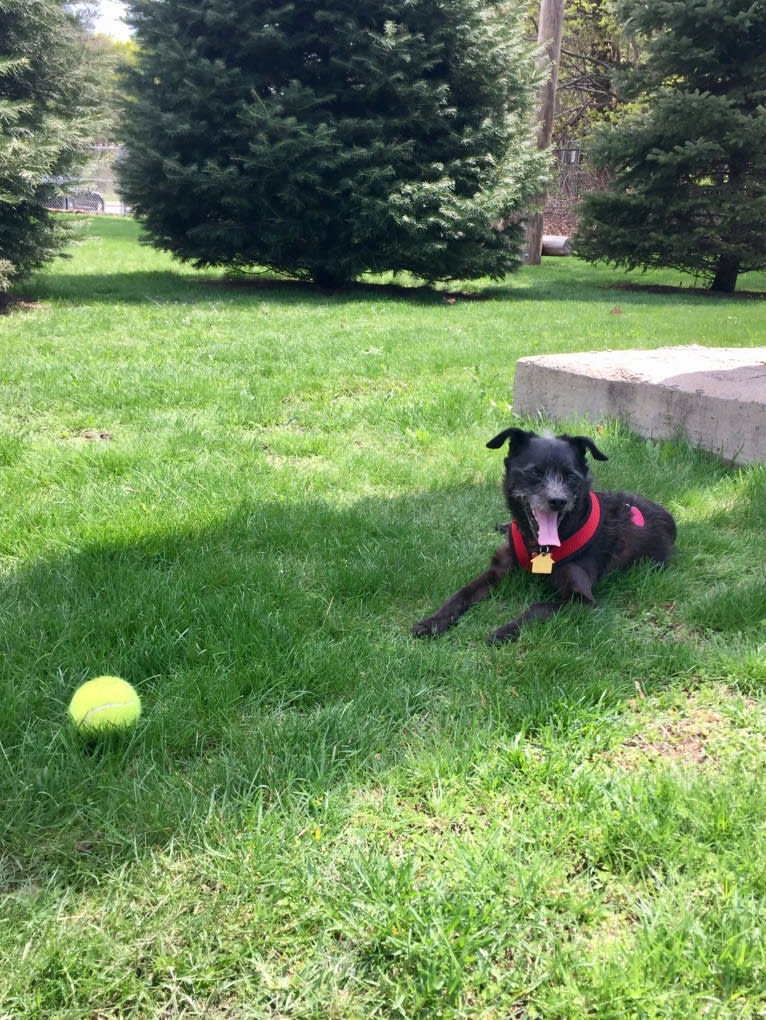 Eddie, a Poodle (Small) and Chihuahua mix tested with EmbarkVet.com