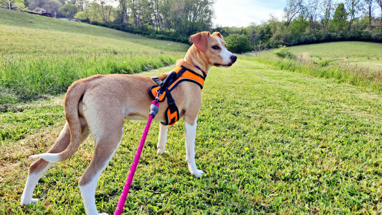 Stella, a Rat Terrier and Mountain Cur mix tested with EmbarkVet.com