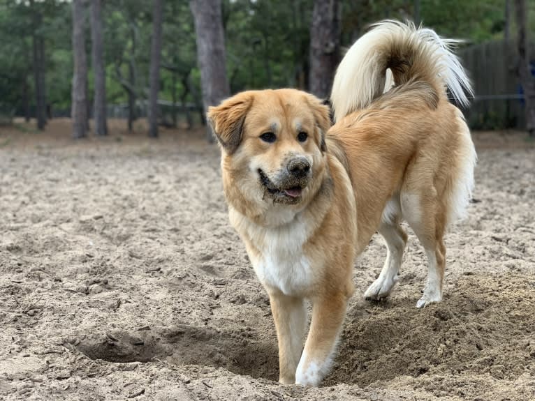 Bailey, a Great Pyrenees and American Foxhound mix tested with EmbarkVet.com