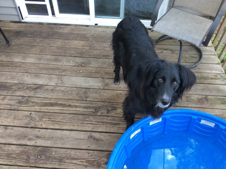 Zane, a Shetland Sheepdog and Labrador Retriever mix tested with EmbarkVet.com