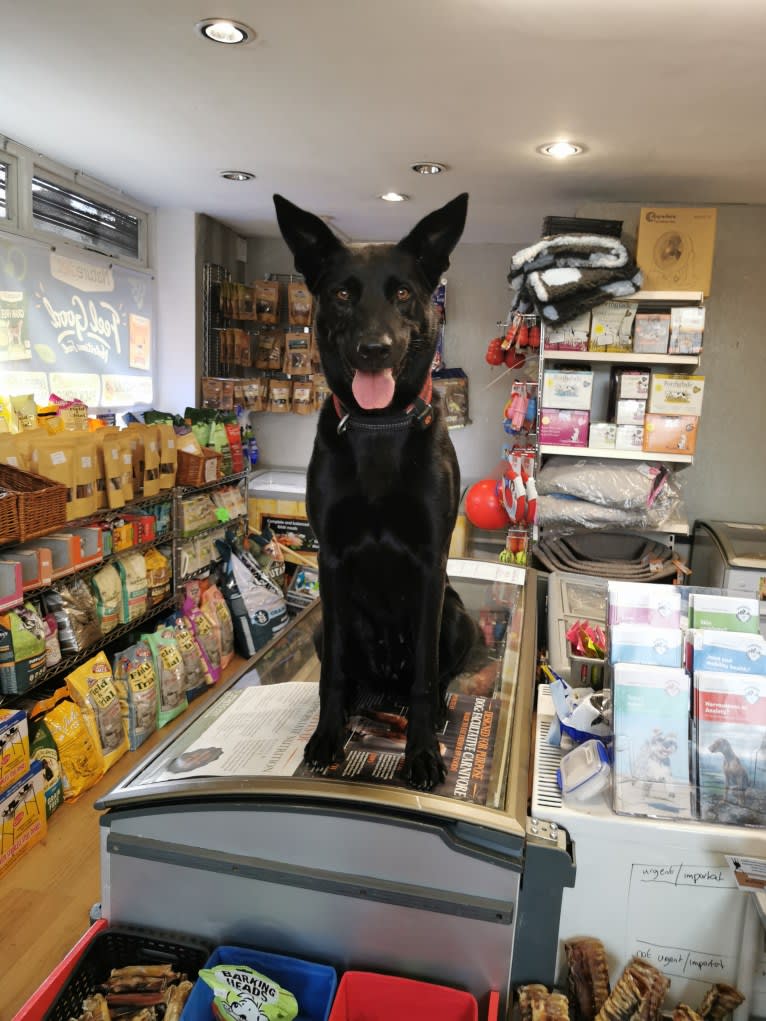 Mystic Black Fury aka Raven, a Dutch Shepherd and Belgian Malinois mix tested with EmbarkVet.com