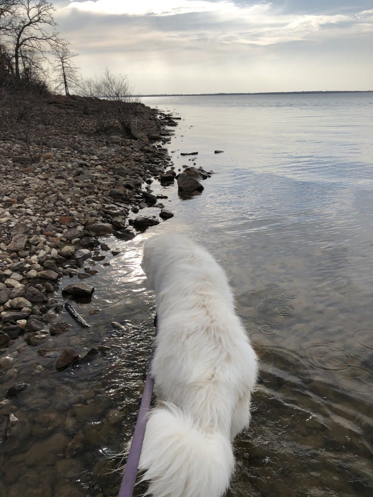 Looney “Chik’in Mini Bandit” Bear, a Great Pyrenees tested with EmbarkVet.com