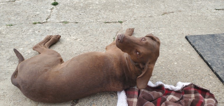 Dakota, a Chesapeake Bay Retriever and German Shorthaired Pointer mix tested with EmbarkVet.com